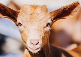 Venta de chivo vivo (promedio 14 kg)